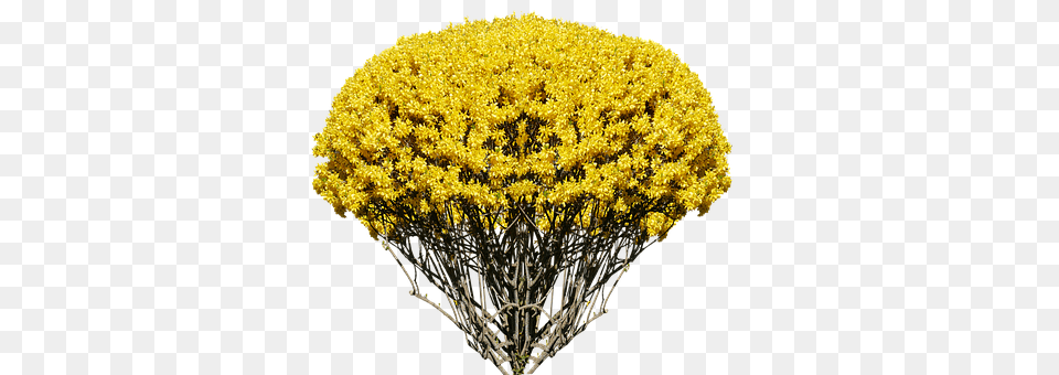 Nature Flower, Plant, Vegetation Free Png Download