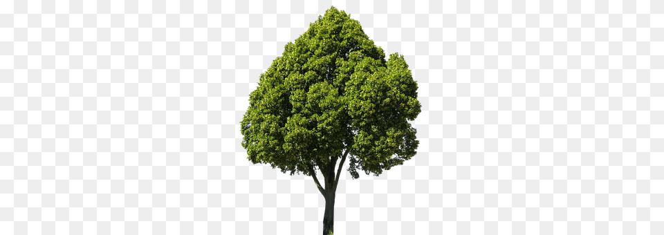 Nature Plant, Oak, Tree, Sycamore Free Transparent Png