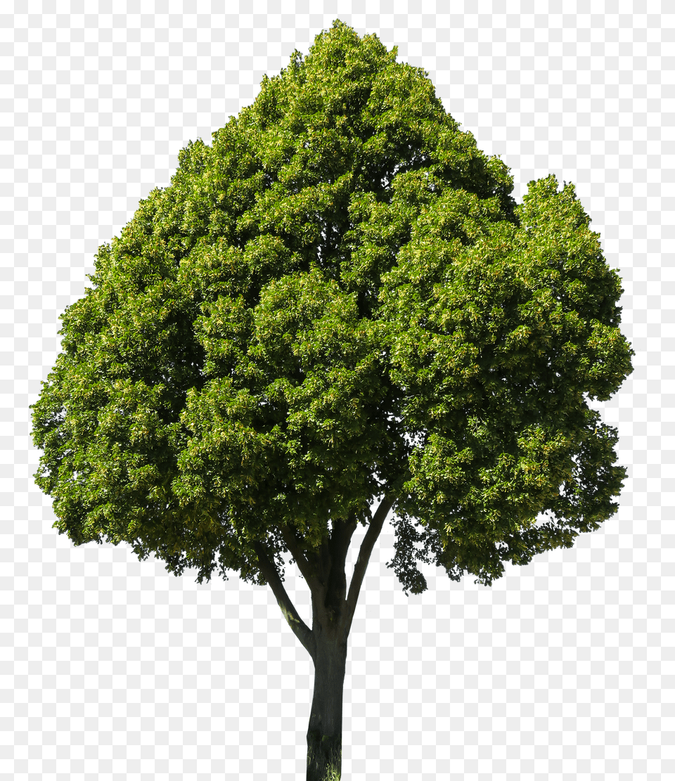 Nature Oak, Plant, Sycamore, Tree Free Png Download