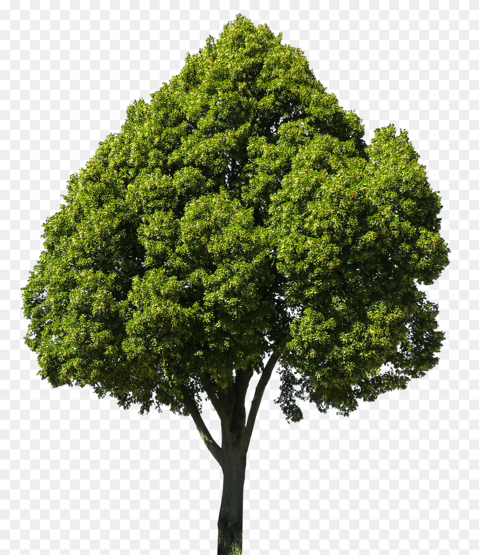 Nature Oak, Plant, Sycamore, Tree Png Image