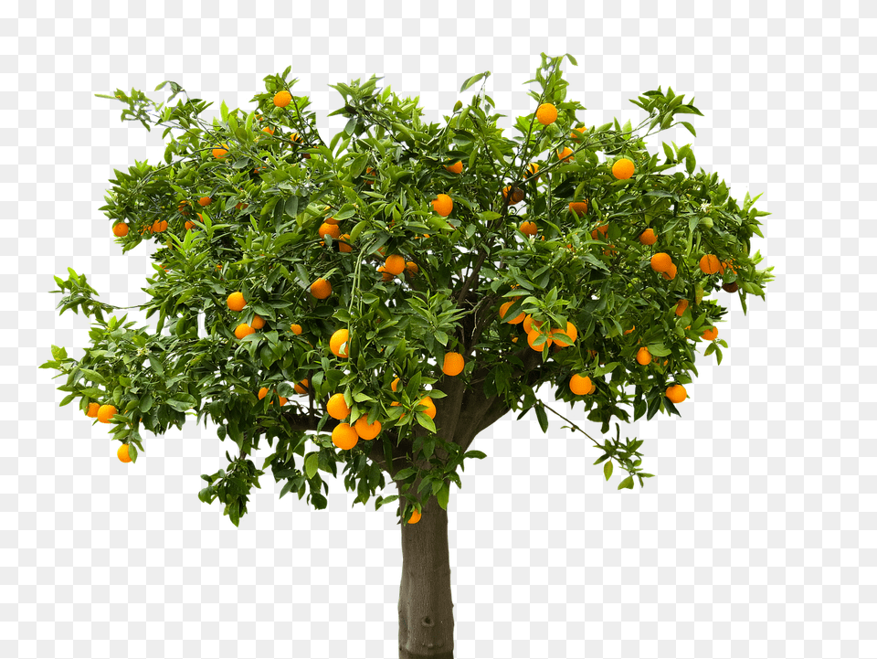 Nature Citrus Fruit, Food, Fruit, Plant Free Png