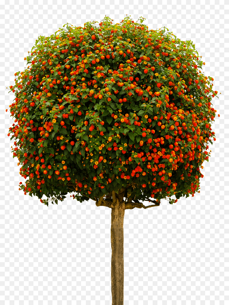 Nature Plant, Sphere, Tree, Vegetation Free Transparent Png