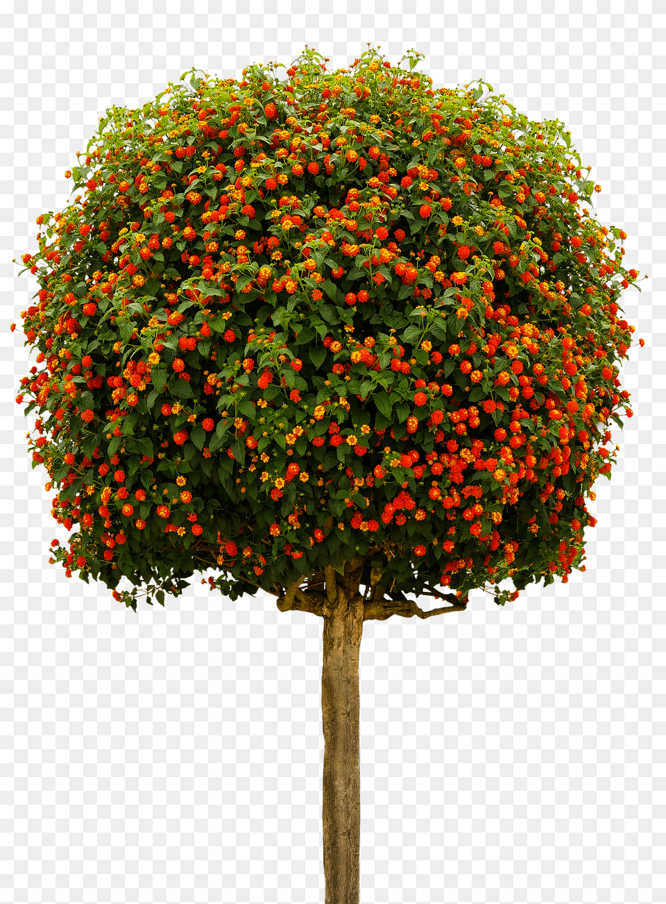 Nature Plant, Tree, Vegetation, Sphere Png