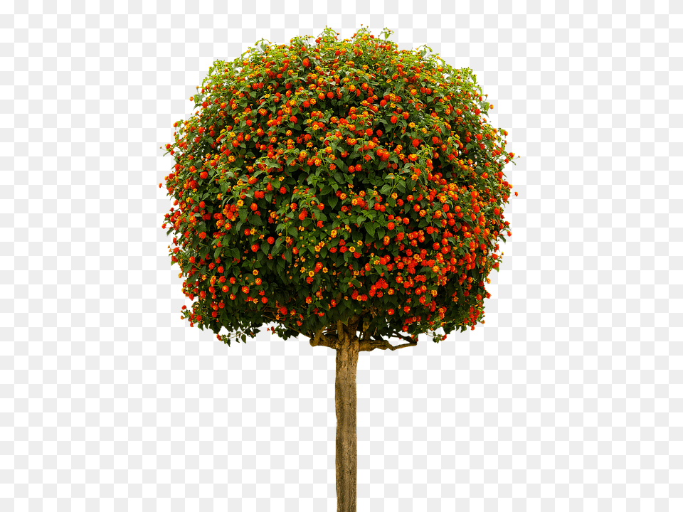 Nature Plant, Sphere, Tree, Vegetation Free Png