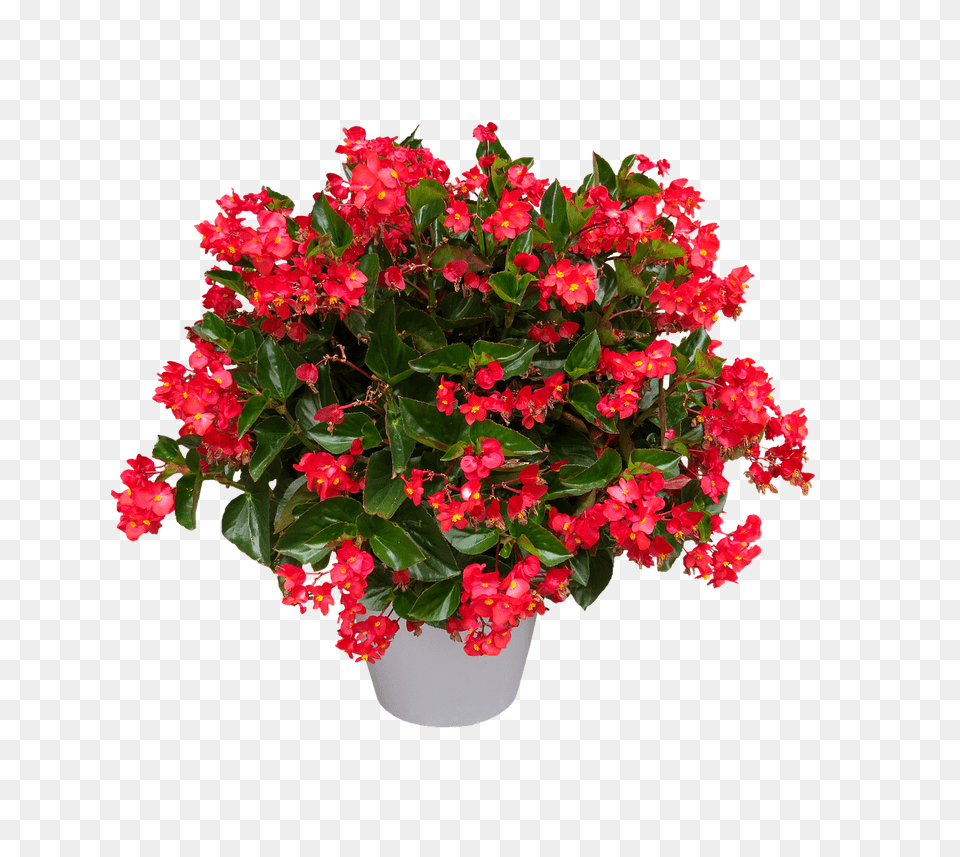 Nature Flower, Flower Arrangement, Flower Bouquet, Geranium Free Png