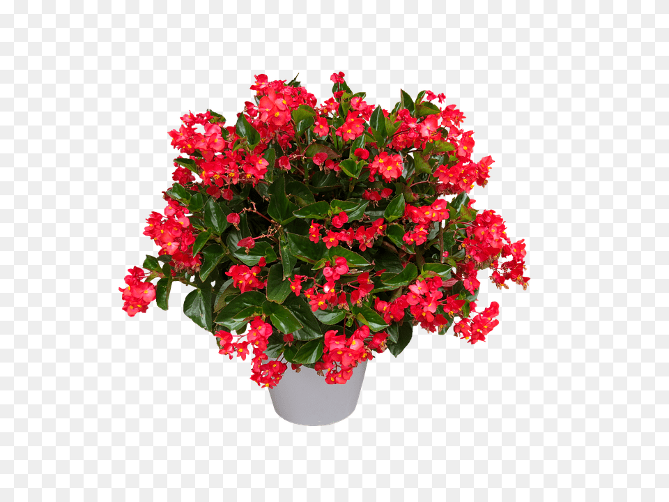 Nature Flower, Flower Arrangement, Flower Bouquet, Geranium Png