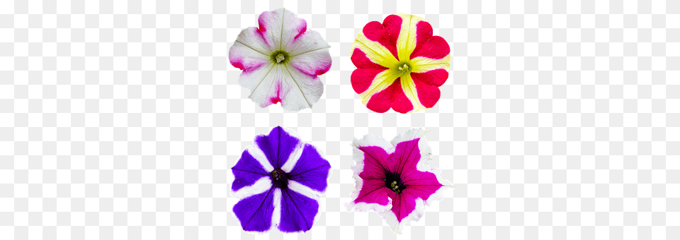 Nature Flower, Geranium, Petal, Plant Png Image