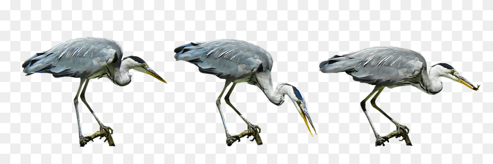 Nature Animal, Beak, Bird, Waterfowl Free Transparent Png