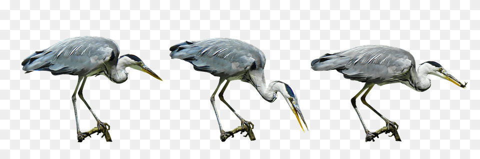 Nature Animal, Beak, Bird, Waterfowl Png Image