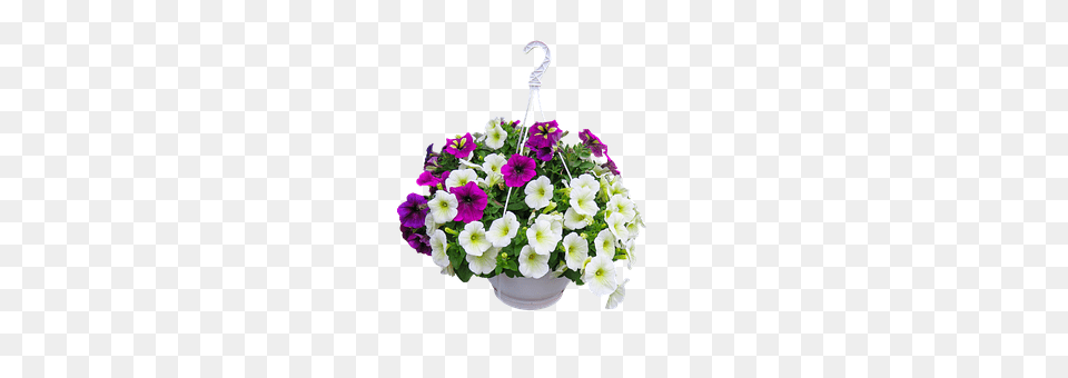 Nature Plant, Flower, Flower Arrangement, Flower Bouquet Png