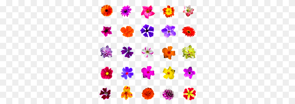 Nature Flower, Petal, Plant, Purple Free Png Download