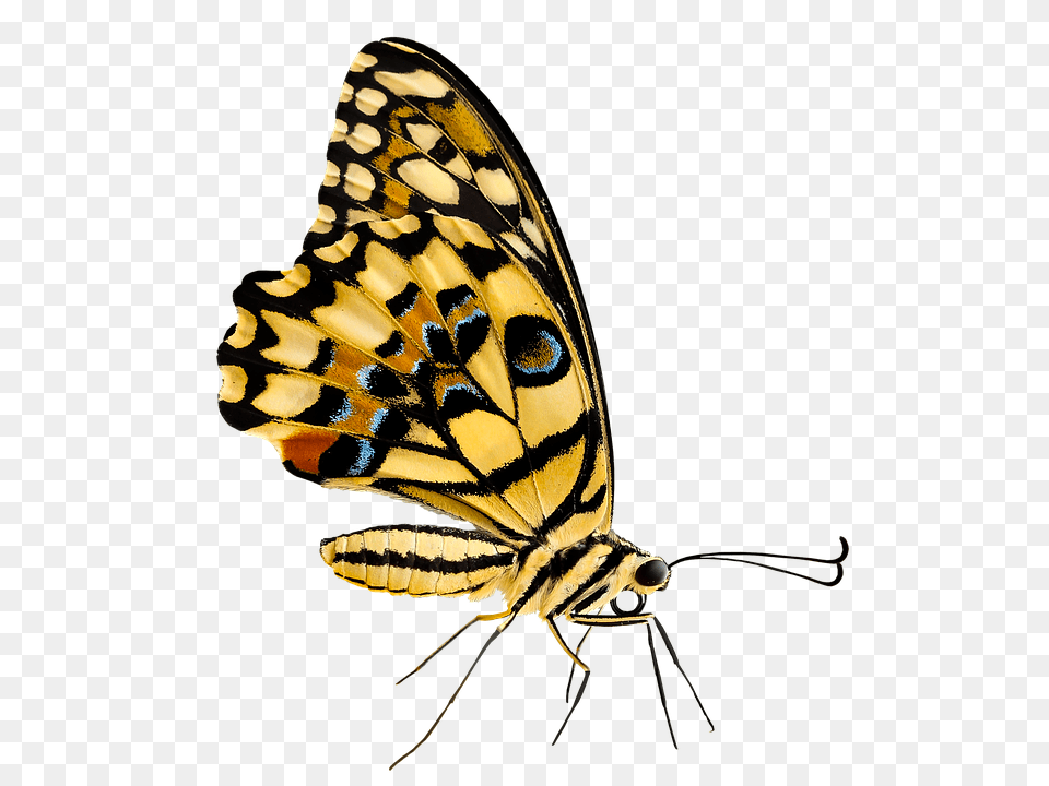 Nature Animal, Insect, Invertebrate, Butterfly Free Transparent Png