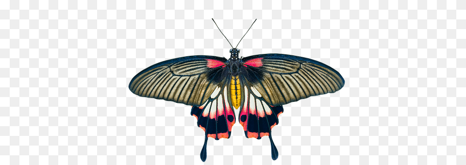 Nature Animal, Insect, Invertebrate, Butterfly Free Transparent Png