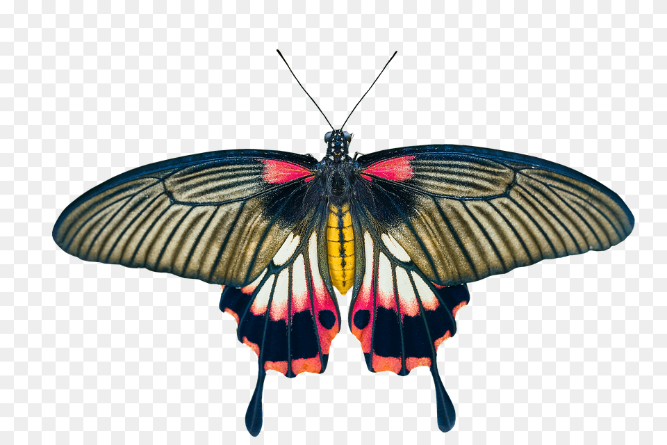 Nature Animal, Butterfly, Insect, Invertebrate Png