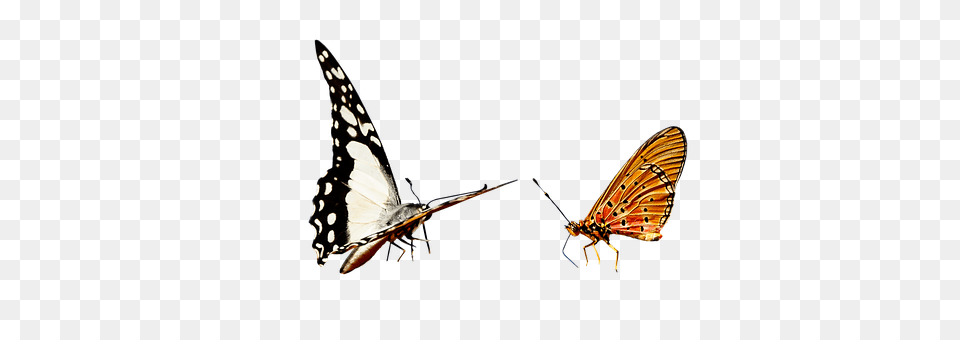 Nature Animal, Bird, Butterfly, Insect Free Png
