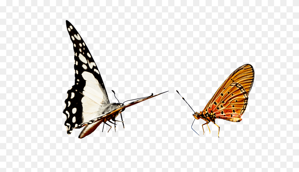 Nature Animal, Bird, Butterfly, Insect Free Transparent Png