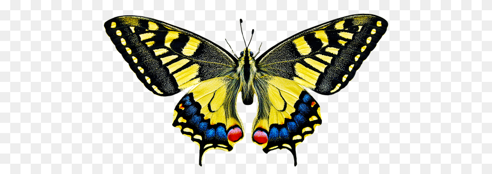 Nature Animal, Insect, Invertebrate, Butterfly Png