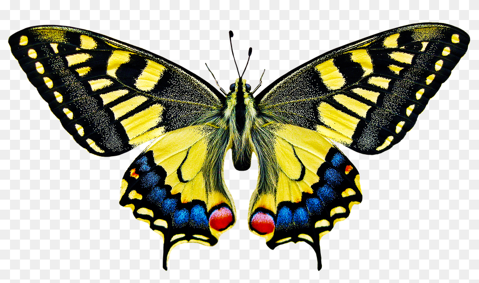 Nature Animal, Insect, Invertebrate, Butterfly Free Png