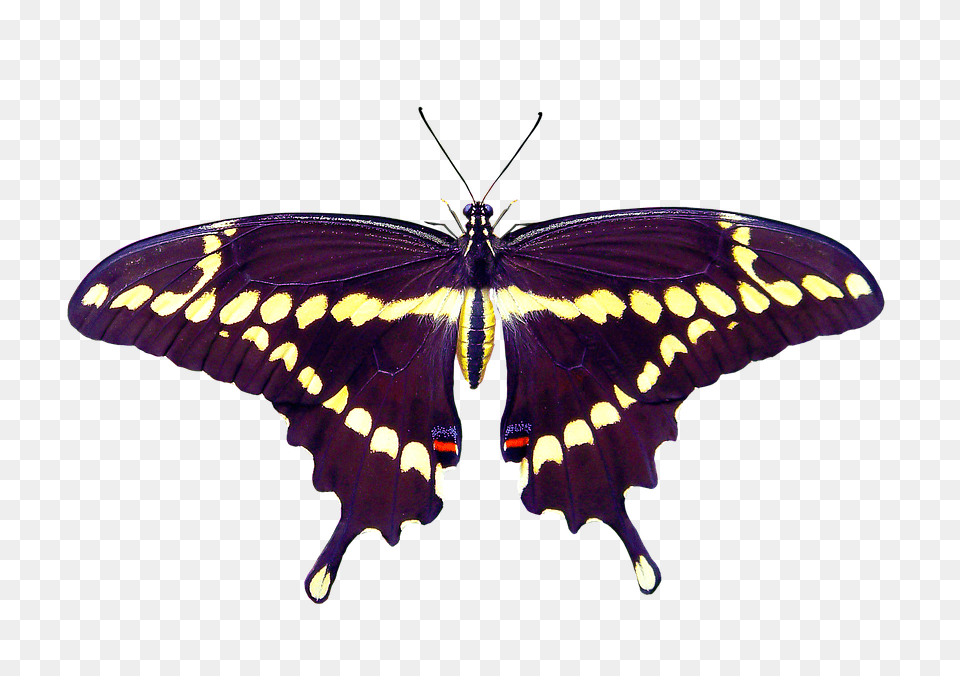 Nature Animal, Insect, Invertebrate, Butterfly Free Transparent Png