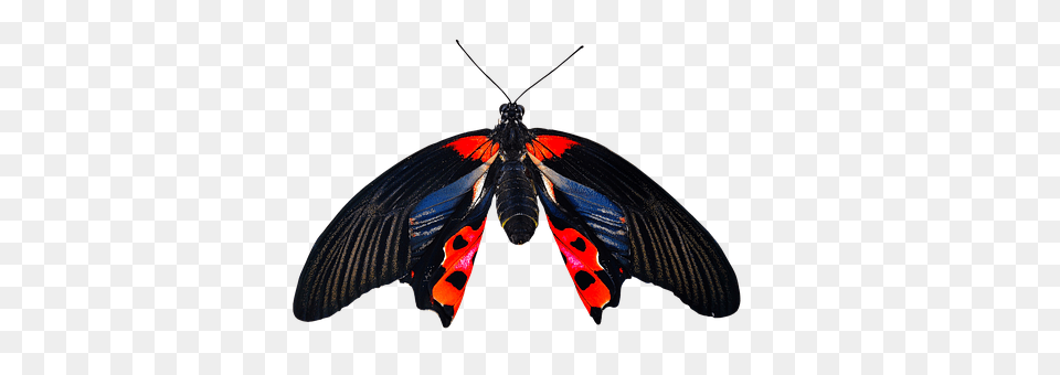 Nature Animal, Butterfly, Insect, Invertebrate Free Png Download