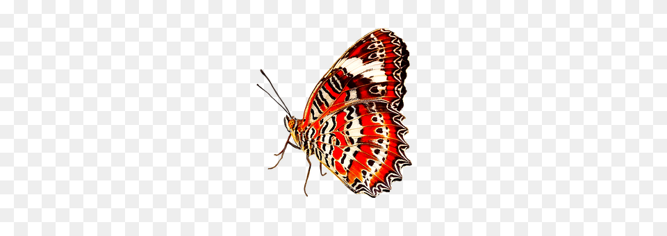 Nature Animal, Insect, Invertebrate, Butterfly Free Png