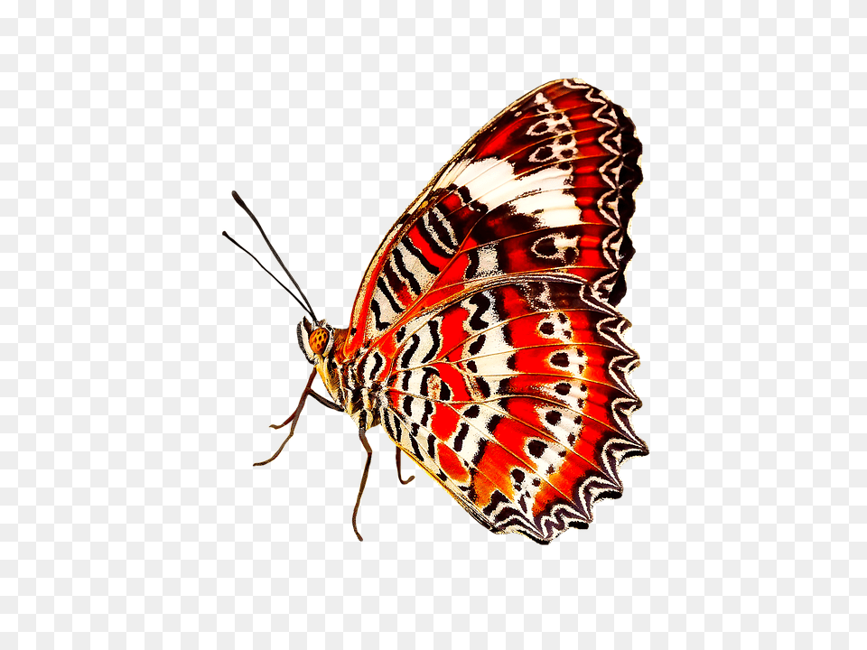 Nature Animal, Insect, Invertebrate, Butterfly Free Png Download
