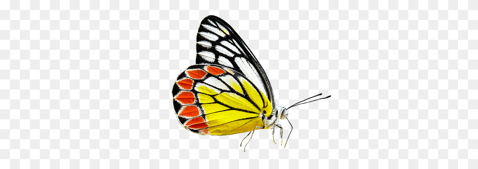 Nature Animal, Butterfly, Insect, Invertebrate Free Png Download