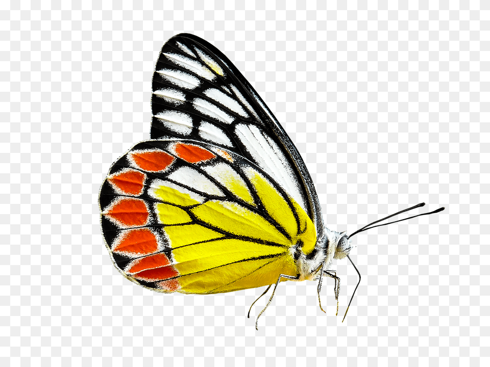 Nature Animal, Insect, Invertebrate, Butterfly Free Png