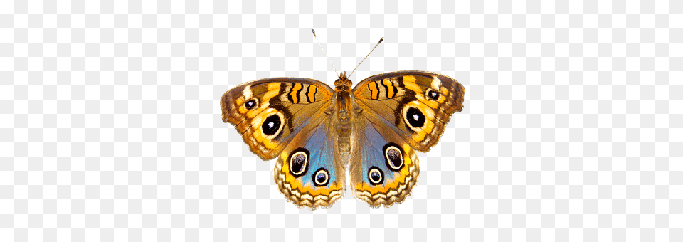 Nature Animal, Butterfly, Insect, Invertebrate Free Png