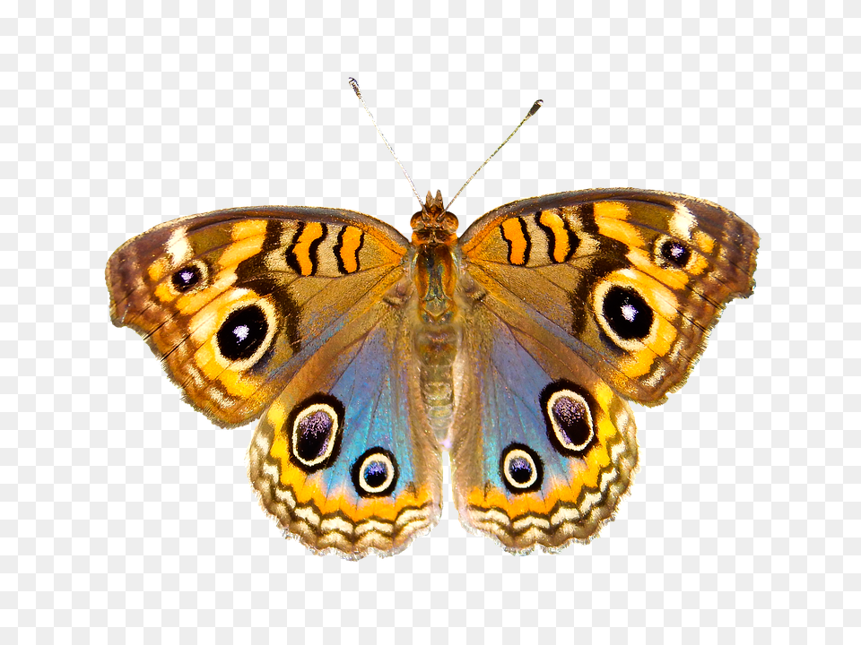 Nature Animal, Butterfly, Insect, Invertebrate Free Png