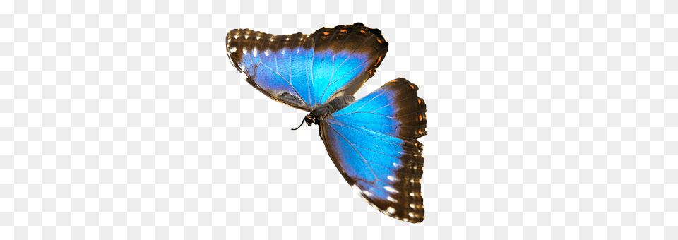 Nature Animal, Butterfly, Insect, Invertebrate Free Png Download