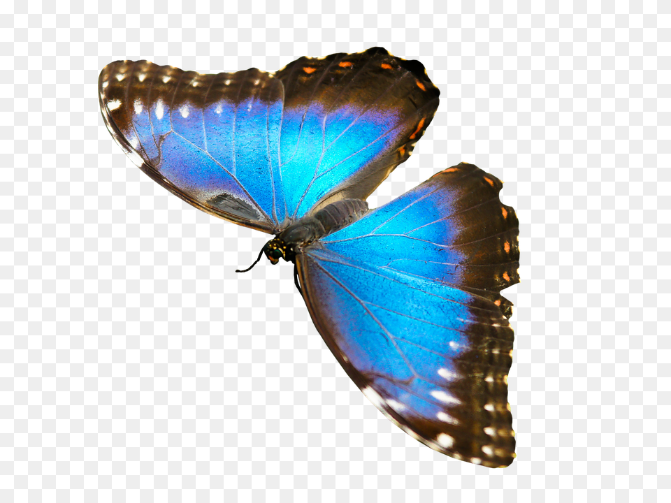 Nature Animal, Insect, Invertebrate, Butterfly Free Transparent Png