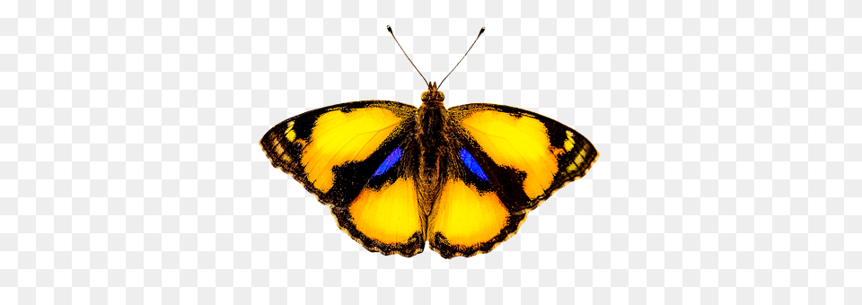 Nature Animal, Butterfly, Insect, Invertebrate Png