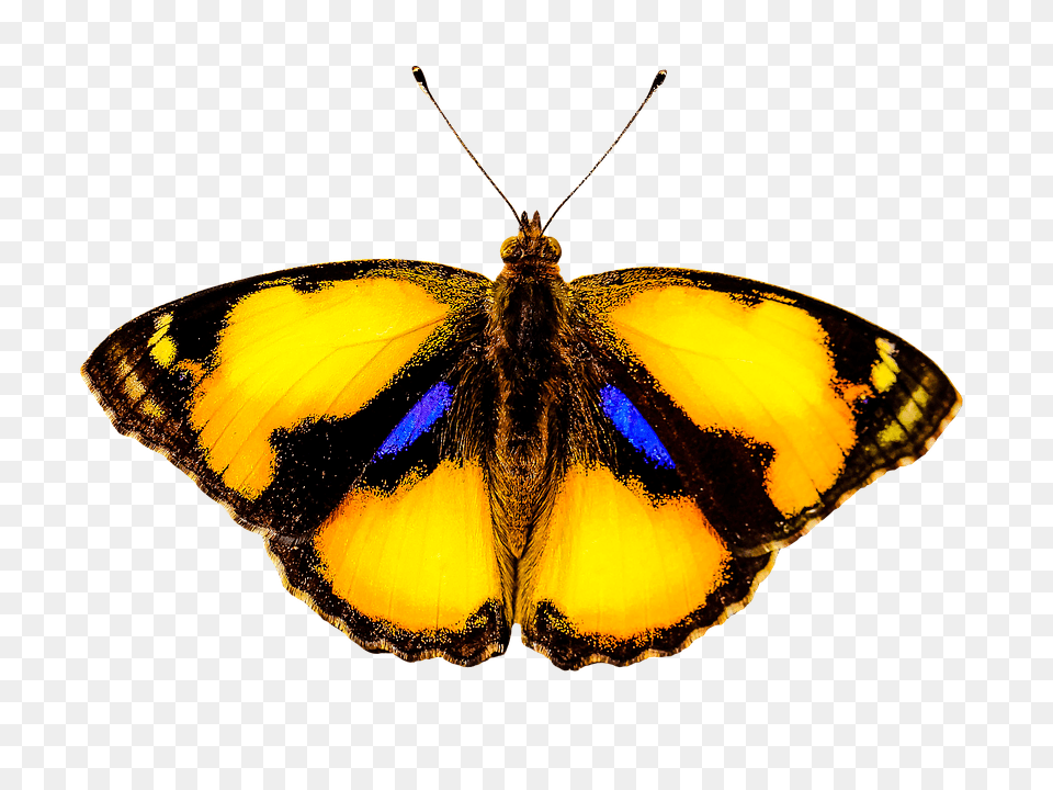Nature Animal, Butterfly, Insect, Invertebrate Free Png Download