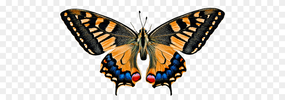 Nature Animal, Insect, Invertebrate, Butterfly Free Png