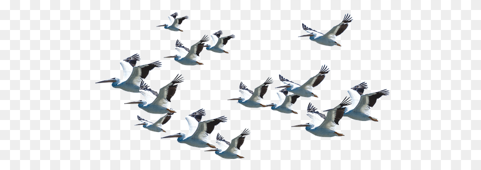 Nature Animal, Bird, Flock, Flying Png Image