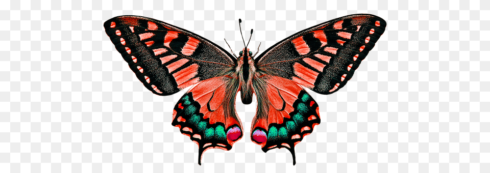 Nature Animal, Butterfly, Insect, Invertebrate Free Transparent Png