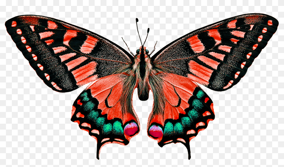 Nature Animal, Insect, Invertebrate, Butterfly Png