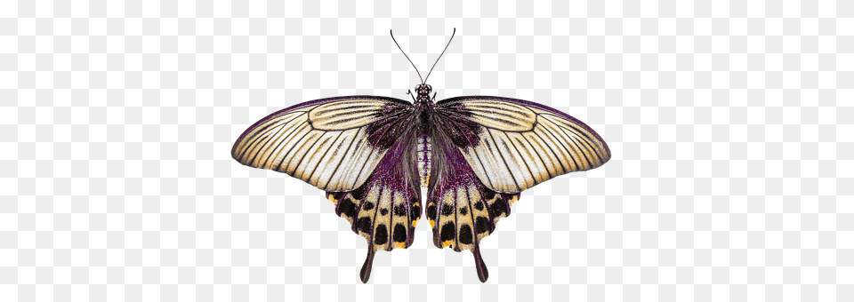 Nature Animal, Insect, Invertebrate, Butterfly Free Transparent Png