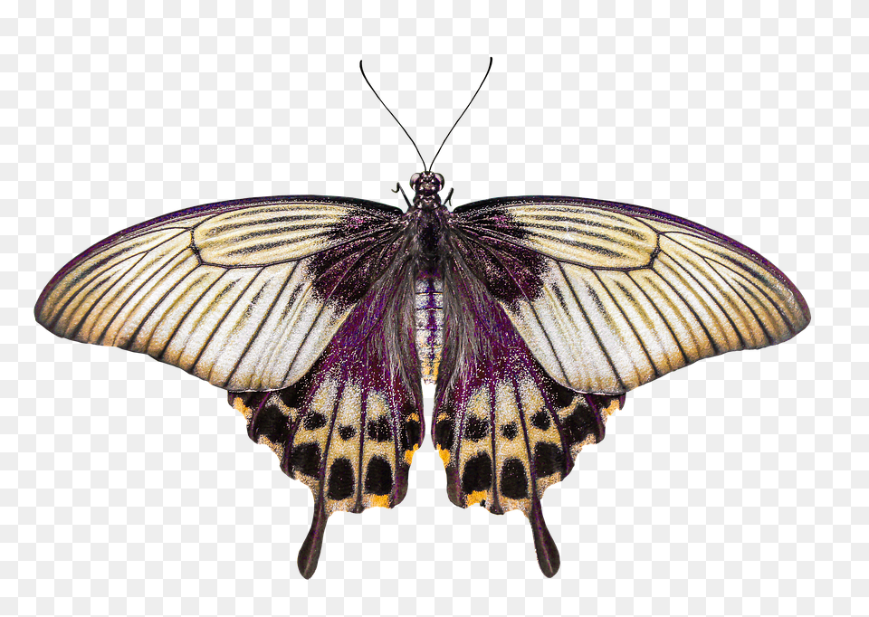 Nature Animal, Insect, Invertebrate, Butterfly Free Png