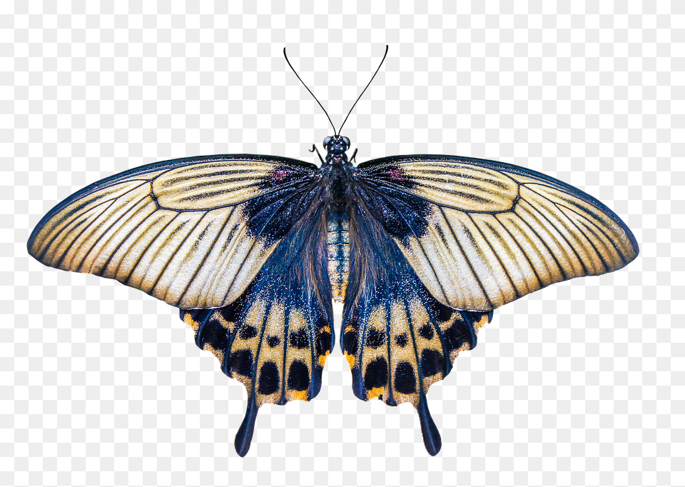 Nature Animal, Insect, Invertebrate, Butterfly Png