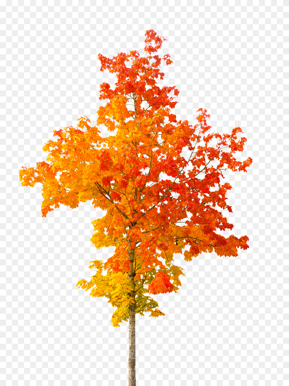 Nature Leaf, Maple, Plant, Tree Free Png