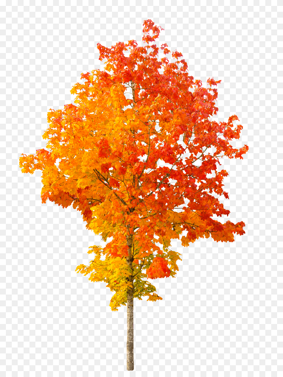 Nature Leaf, Maple, Plant, Tree Png Image