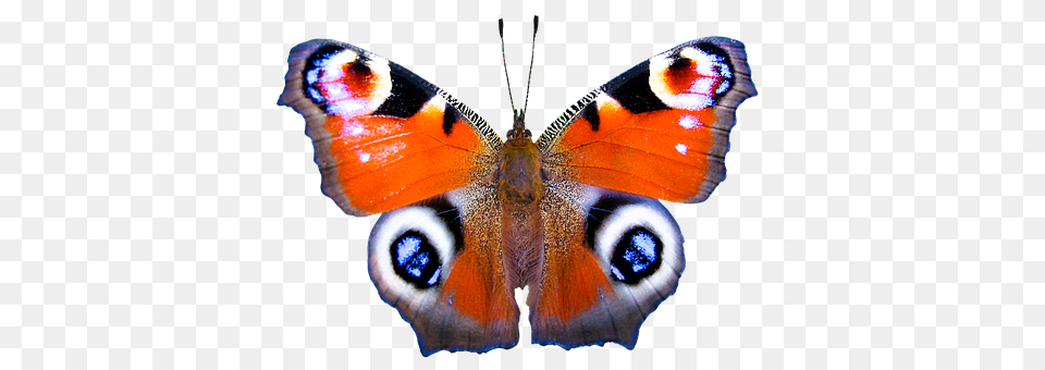 Nature Animal, Insect, Invertebrate, Butterfly Png Image