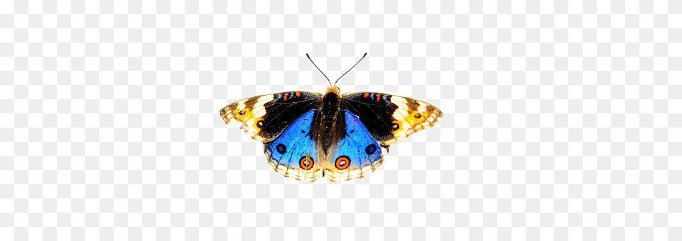 Nature Animal, Insect, Invertebrate, Butterfly Png