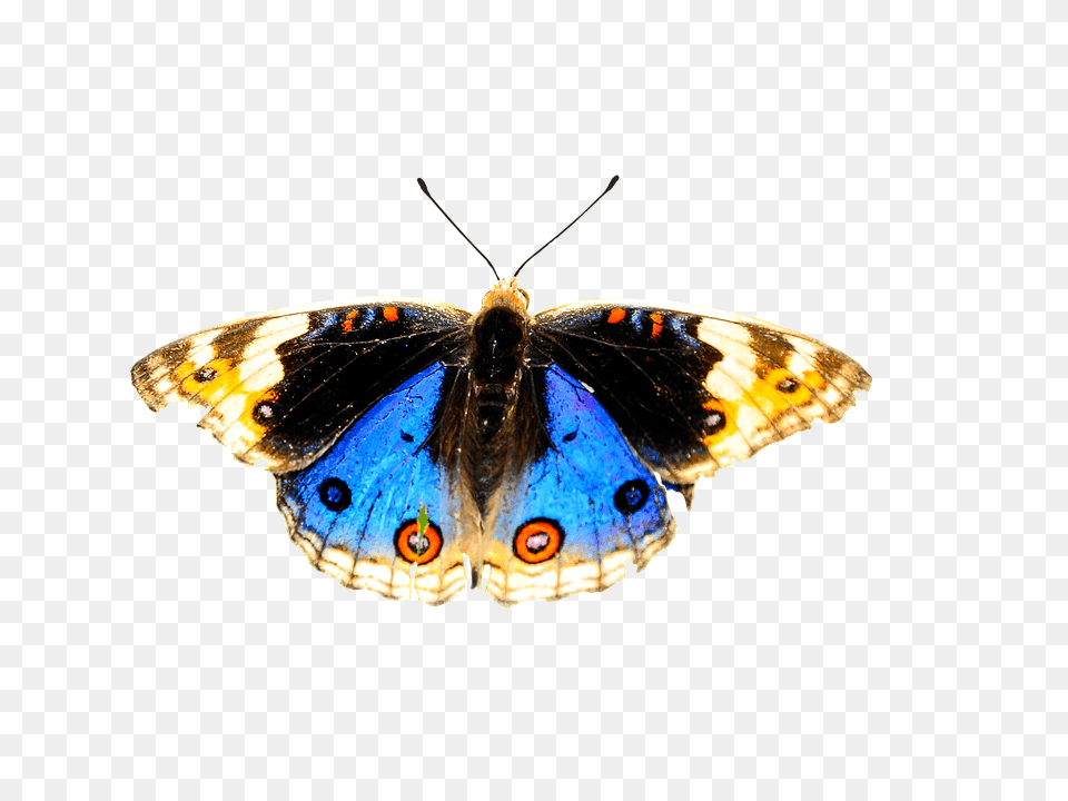 Nature Animal, Insect, Invertebrate, Butterfly Free Transparent Png