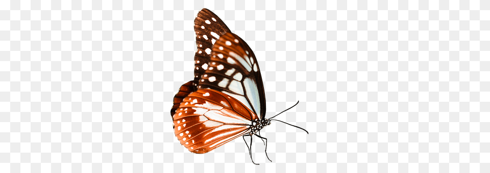 Nature Animal, Butterfly, Insect, Invertebrate Free Transparent Png
