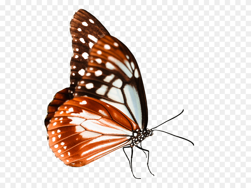Nature Animal, Butterfly, Insect, Invertebrate Free Transparent Png