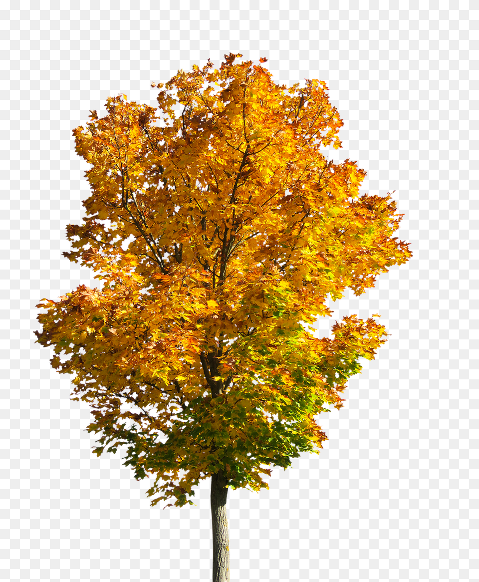 Nature Leaf, Maple, Plant, Tree Free Png