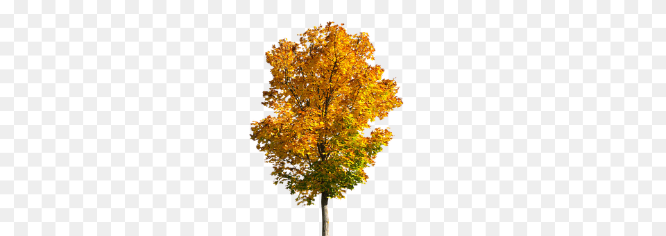 Nature Leaf, Maple, Plant, Tree Free Png